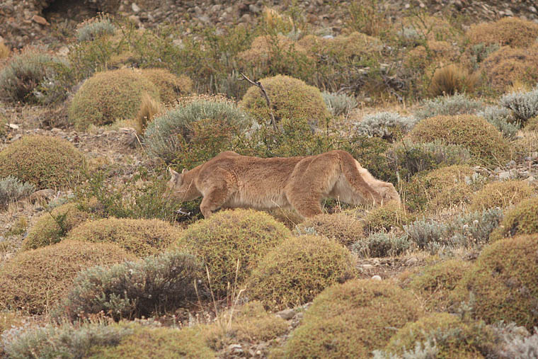 pumas, torres del paine, wildlife, photography, tours, chile